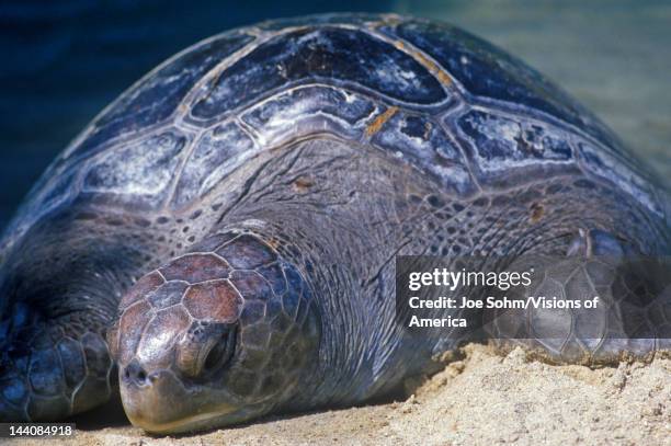 Sea Turtle, Sea World, San Diego, CA