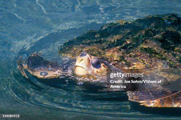 Sea Turtle, Sea World, San Diego, CA