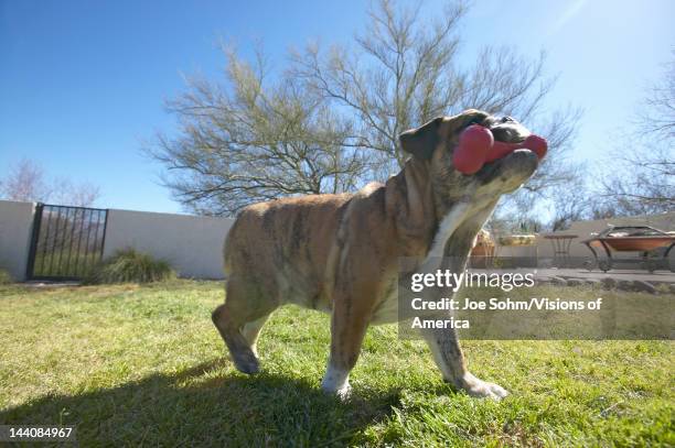 English bulldog with red bone named Luka playing in back yard in Tucson, AZ
