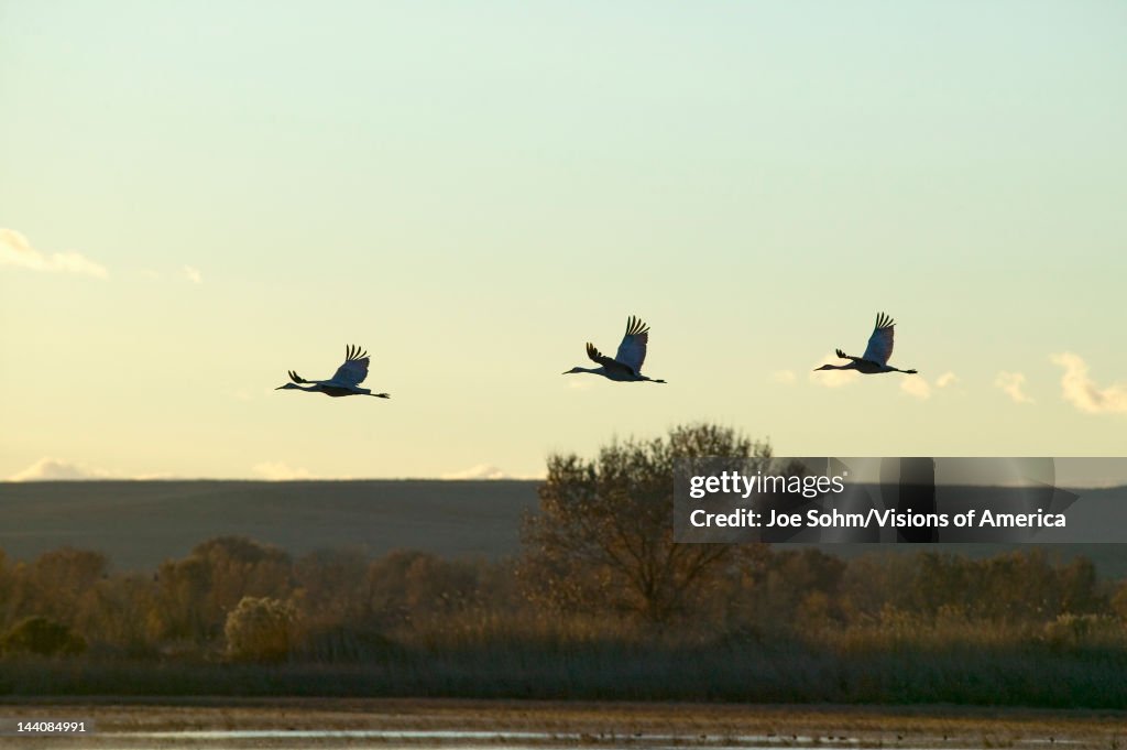 Sandhill cranes fly over the Bosque del Apache National Wildlife Refuge at sunrise, near San Antonio and Socorro, New Mexico