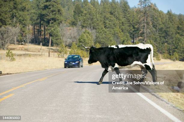 Car stops for large bull crossing highway in open-range of Mescalero Apache Indian Reservation, New Mexico