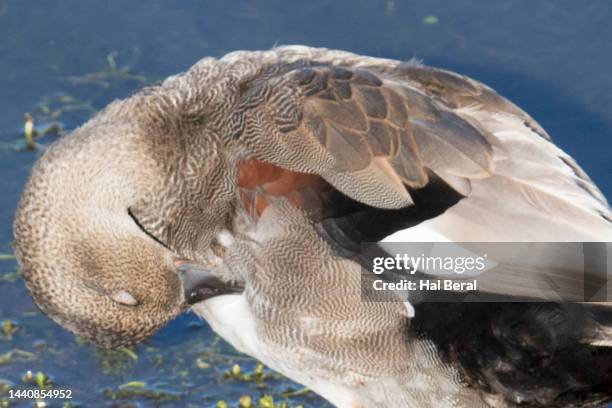 Gadwall Drake Photos and Premium High Res Pictures - Getty Images
