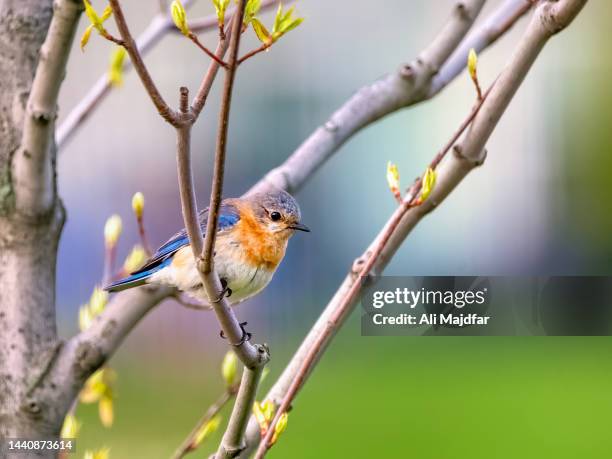 bluebird on tree - eastern bluebird stock-fotos und bilder