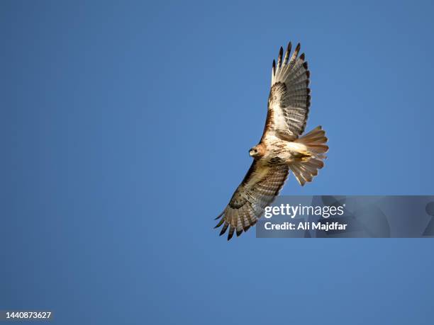 red-tailed hawk - ali mountains stock-fotos und bilder