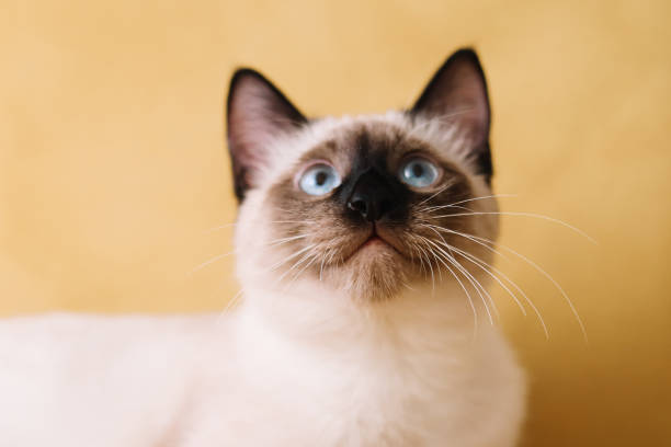 Portrait of a small Siamese cat pet playing having fun and looking at the camera on a yellow background sitting on a sofa in a cozy house. Copy Space