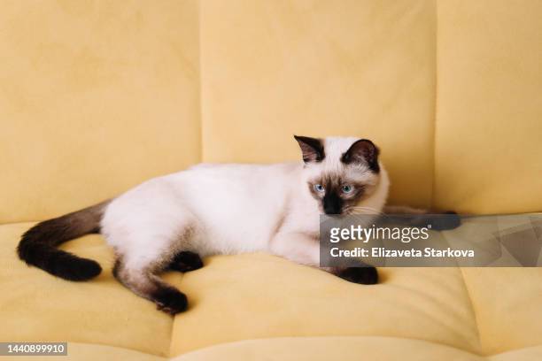 portrait of a small siamese cat pet playing having fun and looking at the camera on a yellow background sitting on a sofa in a cozy house. copy space - gatto siamese foto e immagini stock