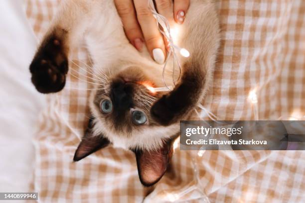 cute funny siamese cat pet is playing having fun among christmas toys on white bedding on a blanket on a bed in a cozy decorated bedroom at home on christmas holiday - gatto siamese foto e immagini stock