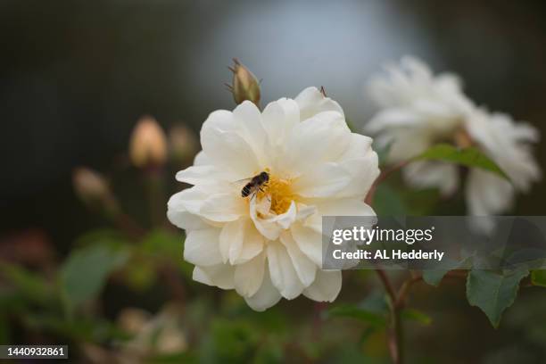 close-up of pale yellow rose bloom - september garden stock pictures, royalty-free photos & images