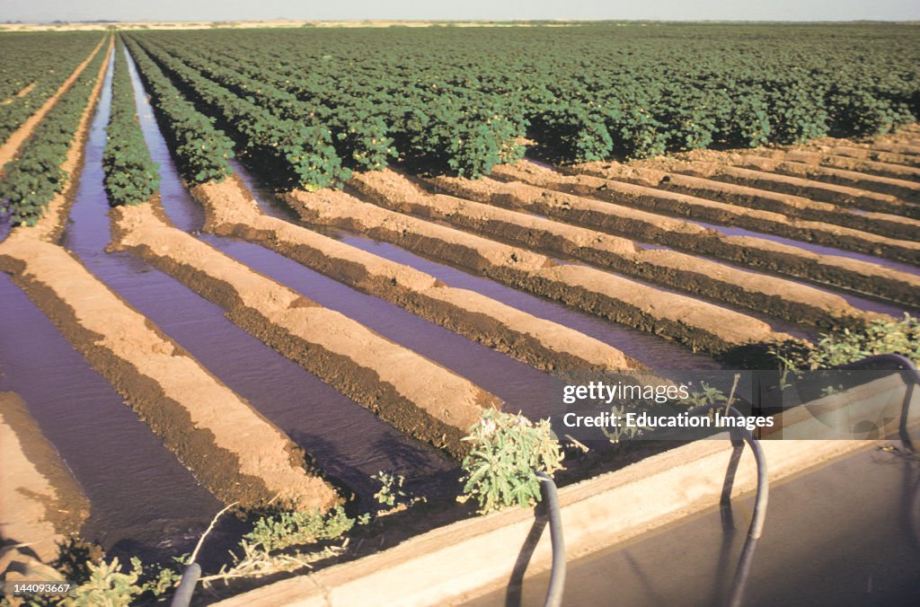 New Mexico, Mesilla Valley, Irrigating Cotton Fields.