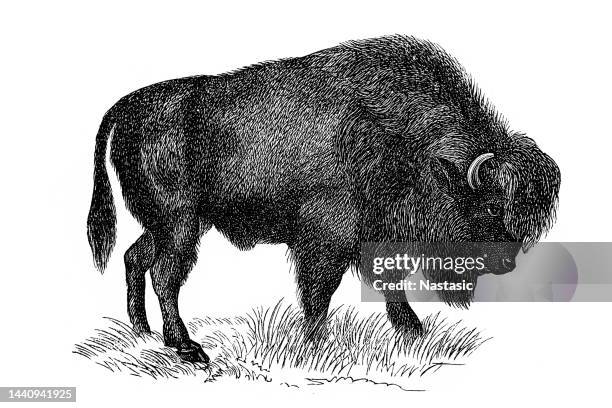stockillustraties, clipart, cartoons en iconen met bison - european bison
