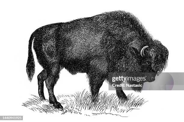 bison - bison drawing stock illustrations