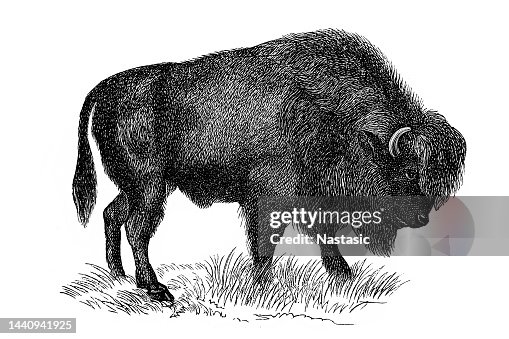 Bison Bison