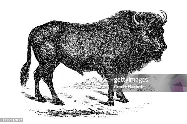 stockillustraties, clipart, cartoons en iconen met aurochs - european bison