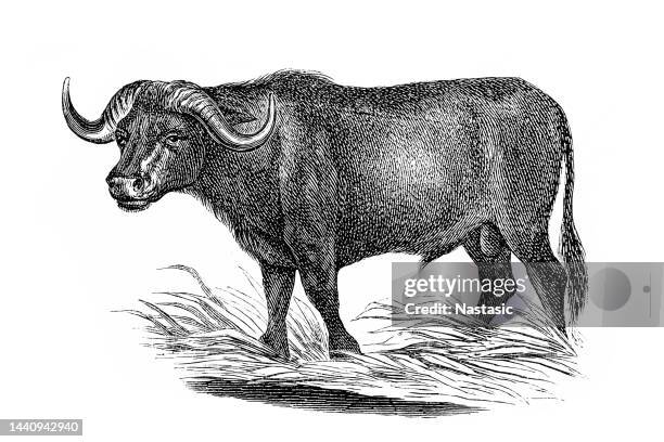 buffalo - water buffalo stock illustrations