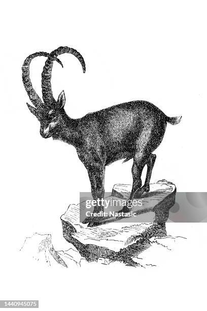 stockillustraties, clipart, cartoons en iconen met wild goat - alpine ibex (capra ibex) - alpine ibex
