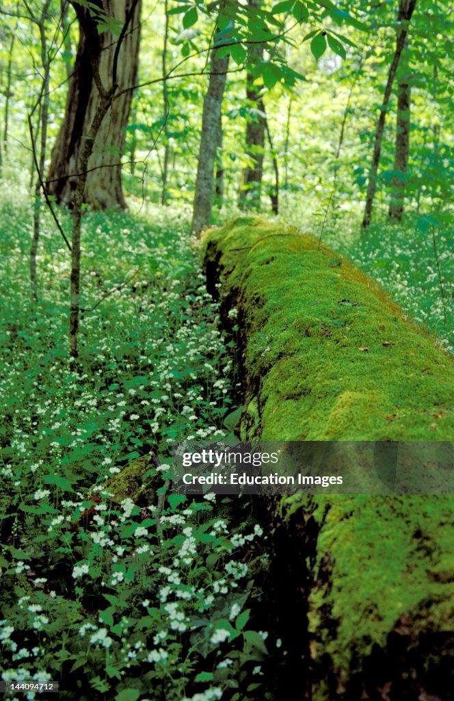 Tennessee, Great Smoky Mountains National Park, Mossy Log And Field Of Fringed Phacelia.