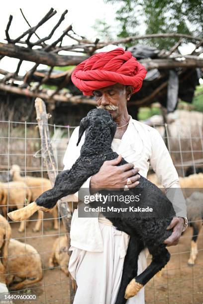 rabari senior man shepherd holding a lamb, standing in between a flock of sheep - nomad cattle herder from rajasthan stock-fotos und bilder