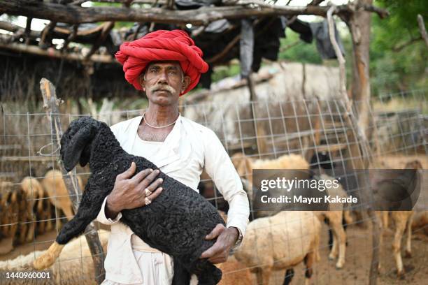 portrait of a rabari senior man shepherd holding a lamb standing in between a flock of sheep - nomad cattle herder from rajasthan stock-fotos und bilder