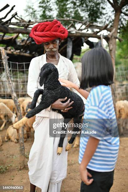 rabari senior man holding a lamb, while a small tourist girl touching it - nomad cattle herder from rajasthan stock-fotos und bilder