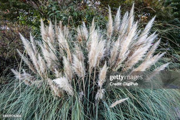 pampas grass (cortaderia selloana) in the public park in yokohama - pampa stock-fotos und bilder