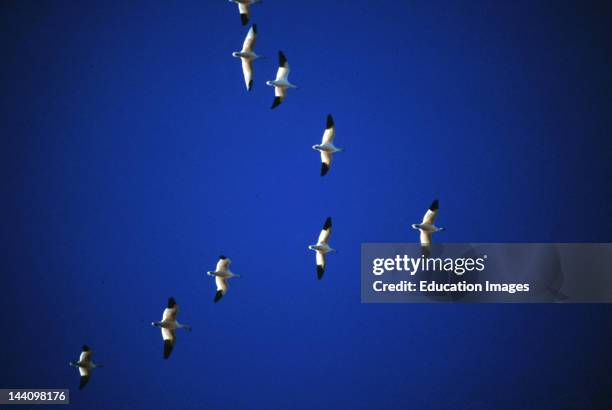 Geese Flying In V Formation Photos and Premium High Res Pictures
