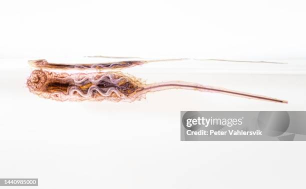 rattenschwanzmaden - maggot stock-fotos und bilder