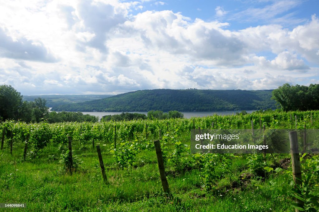 Vineyard, Lake Keuka, New York.