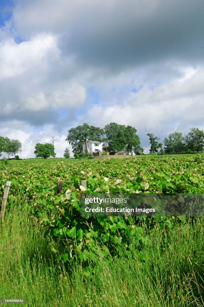 Lake Keuka, New York, Vineyards.