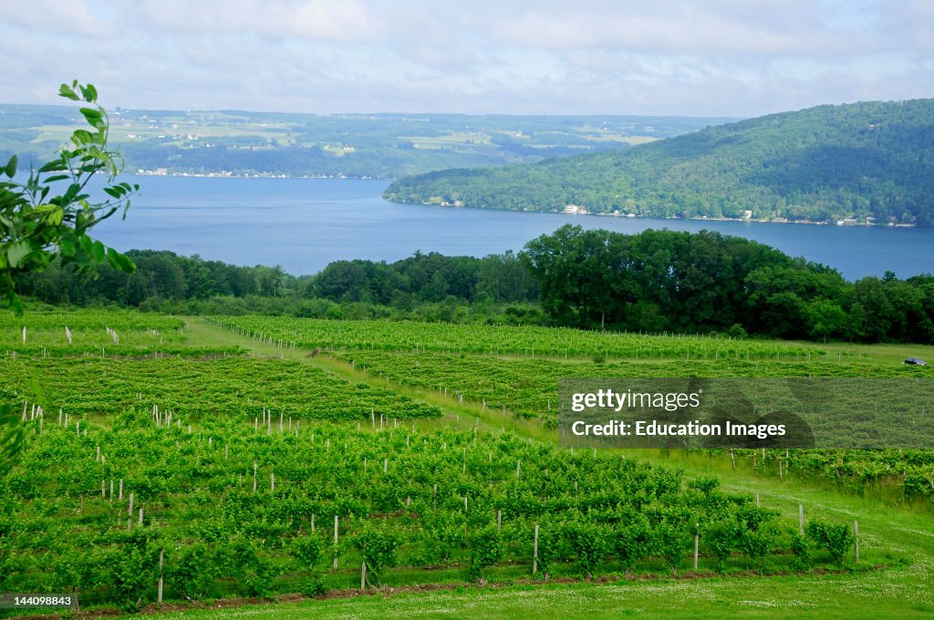 Vineyards, Lake Keuka, New York.
