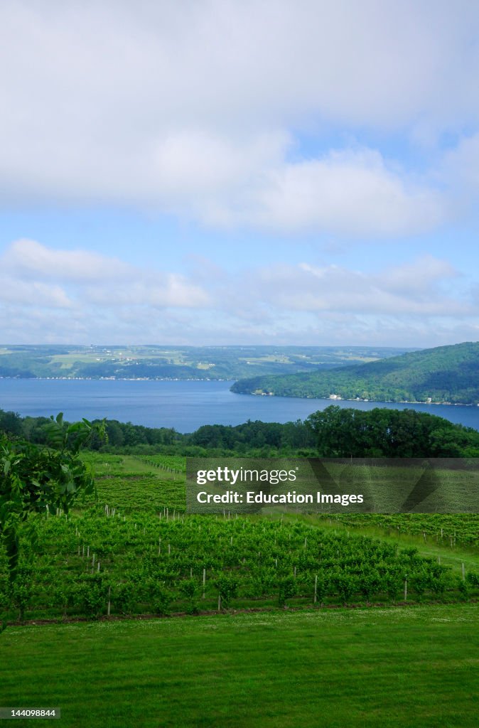 Vineyards, Lake Keuka, New York.