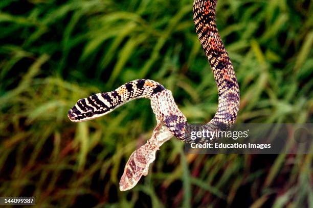Snake Dandeli Wild Life Sanctuary, Karnataka, India.