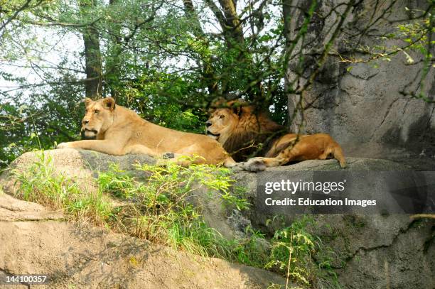 Lions, Pittsburgh Zoo.