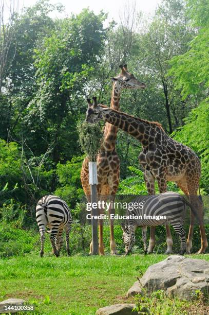 Girafffe And Zebra Pittsburgh Zoo.