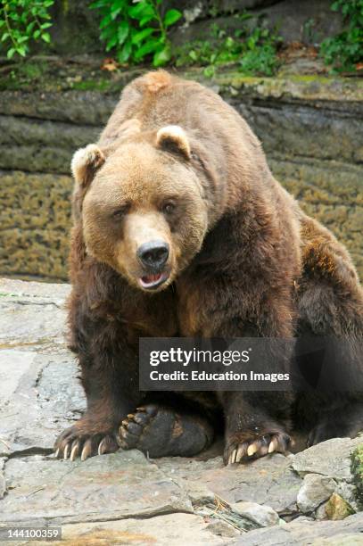 Pittsburgh Zoo, Grzizly Bear.