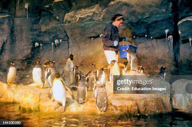 Penguins, Pittsburgh Zoo.