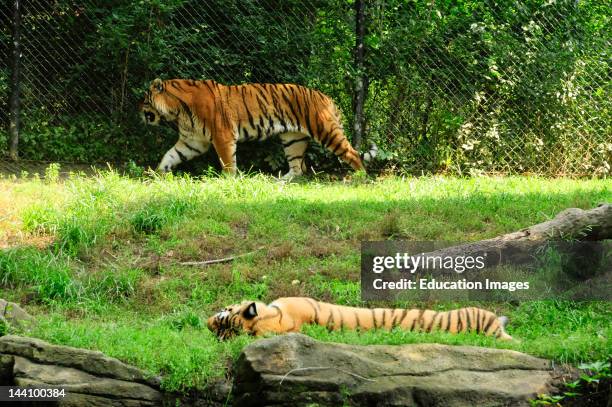 Tigers, Pittsburgh Zoo.