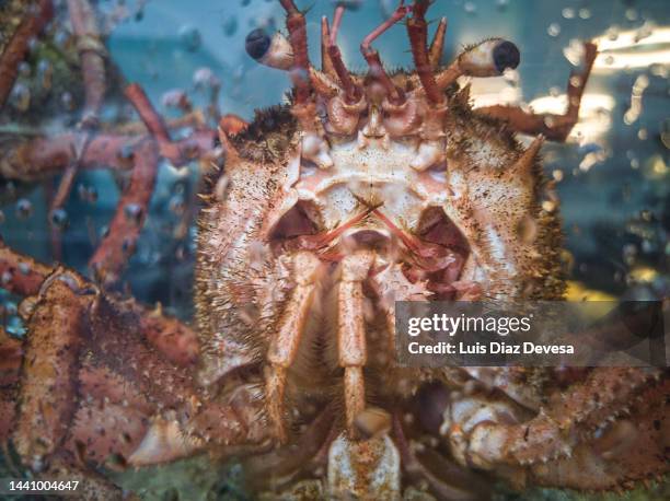 crab in a transparent tank of water - crab fight stock-fotos und bilder