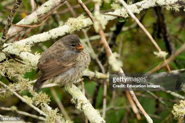 Darwin Finch, Ecuador, Galapagos Islands, Branches, Epophytes.