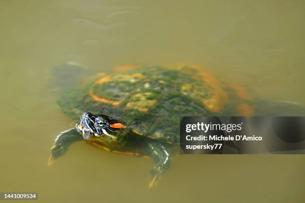 pond slider - introduced species stock pictures, royalty-free photos & images