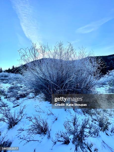 frozen landscape in colorado - a361 stock pictures, royalty-free photos & images