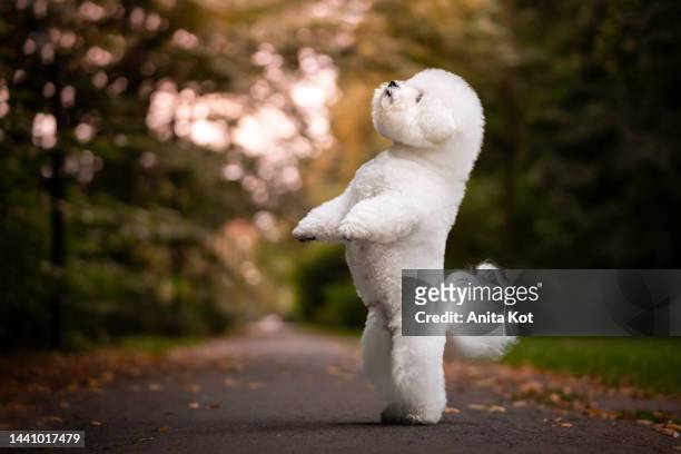 the bichon frise dog is standing on its hind legs - frise stock pictures, royalty-free photos & images