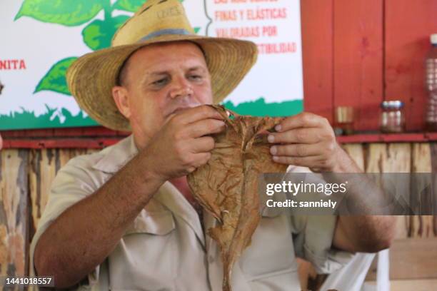 cuba - fabricante de cigarros artesanales - pinar del rio fotografías e imágenes de stock