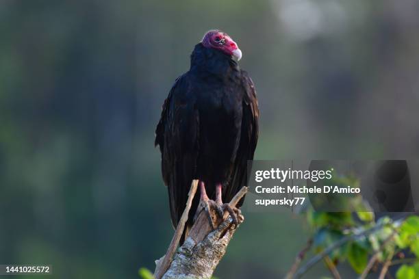 turkey vulture (cathartes aura) - turkey vulture flying stock pictures, royalty-free photos & images