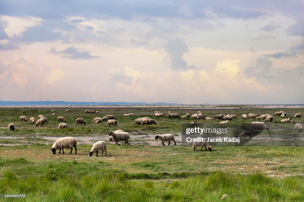 Sheep grazing in a field near the seashore