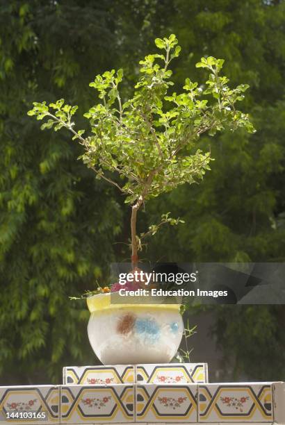 Holy Basil Plant At The Altar Where Tulsi Is Planted, Vajreshwari, District Thane, Maharashtra, India, Asia.