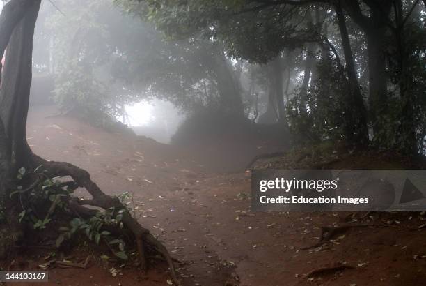 Forest And Heavy Mist, Castle Rock Point At Mahabaleshwar Hill Station, District Satara, Maharashtra, India, Asia.
