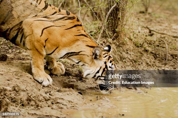 Tiger Panthera Tigris Drinking Water, Ranthambore National Park, Rajasthan, India.