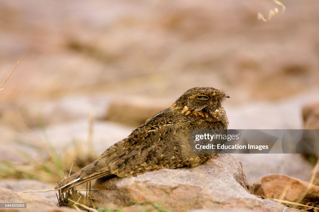 Roosting Nightjar Or Common Indian Nightjar Caprimulgus Asiaticua, Ranthambore Tiger Reserve National Park, Rajasthan, India.