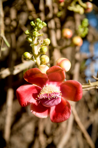 Cannonball Tree, Kailaspati Couroupita Guianensise, Native Of Tropical America And West Indies, Bombay Mumbai, Maharashtra, India.