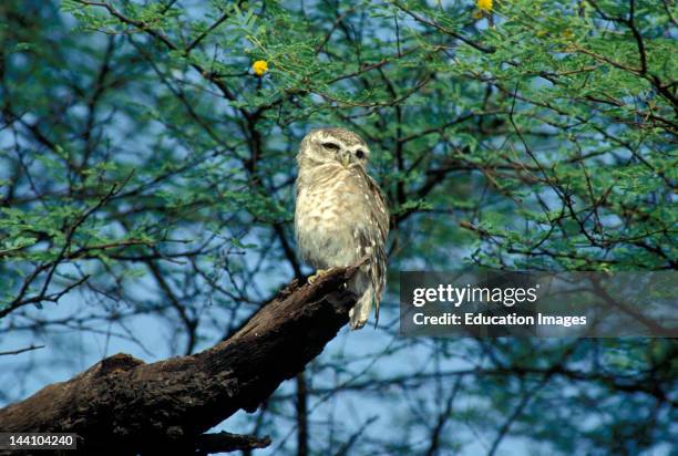 India, Bharatpur, Spotted Owl .